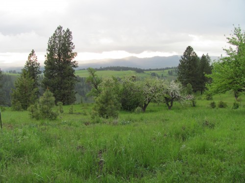 View From the Yurt, June 8