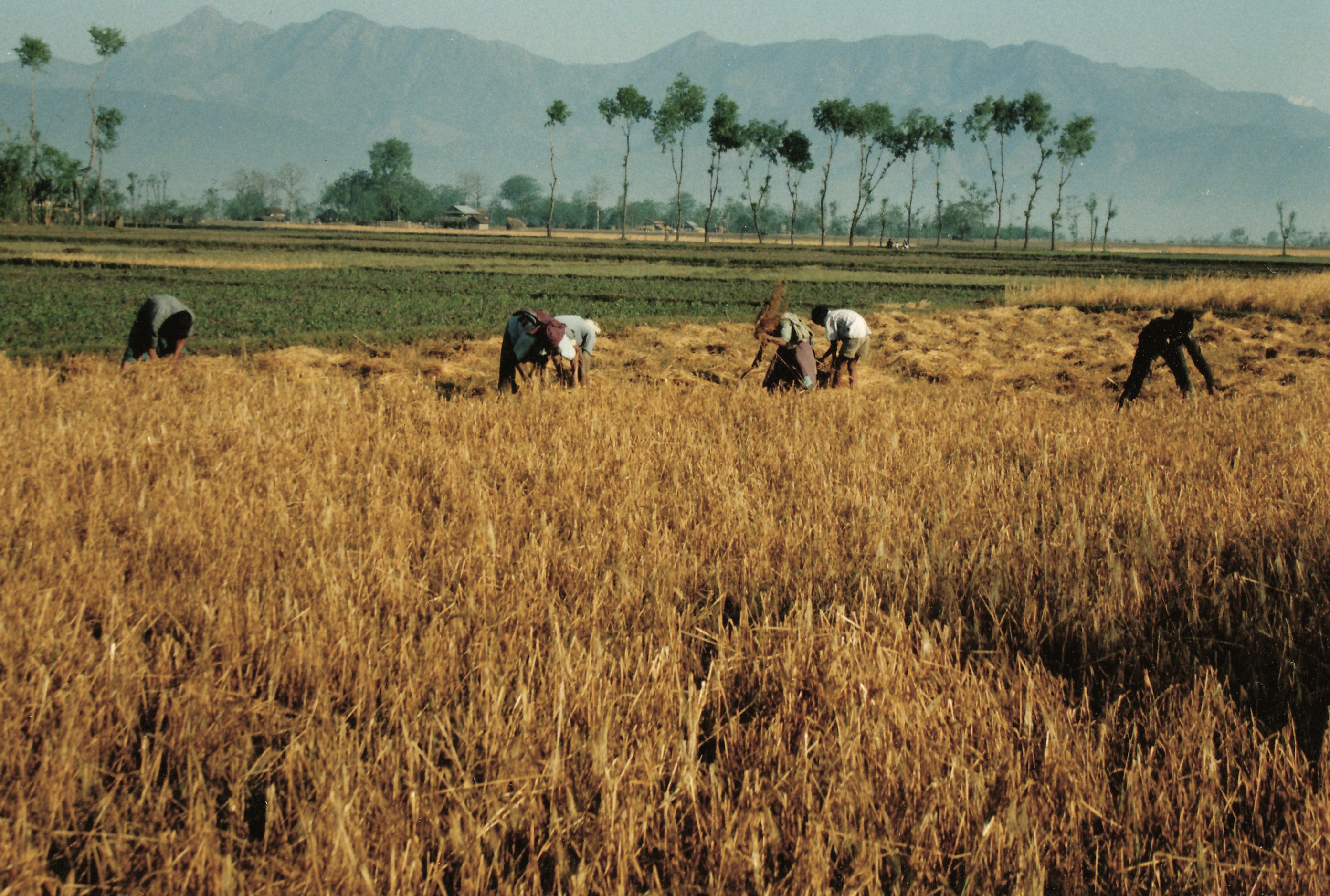 Chitwan, Nepal, circa 1994